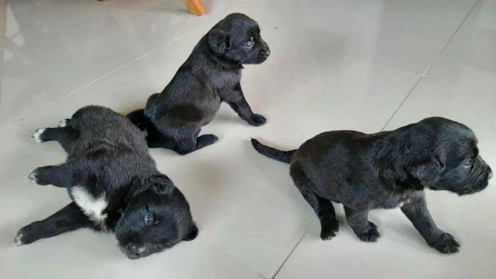 Cachorro raça Indefenida idade Abaixo de 2 meses nome Cão 