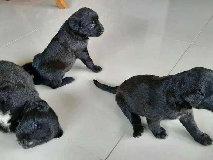 Cachorro raça Indefenida idade Abaixo de 2 meses nome Cão 