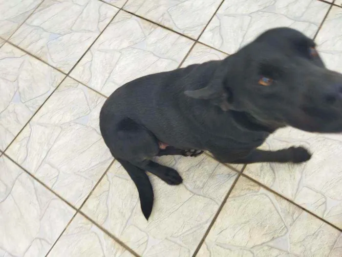 Cachorro ra a Labrador idade 1 ano nome Thor