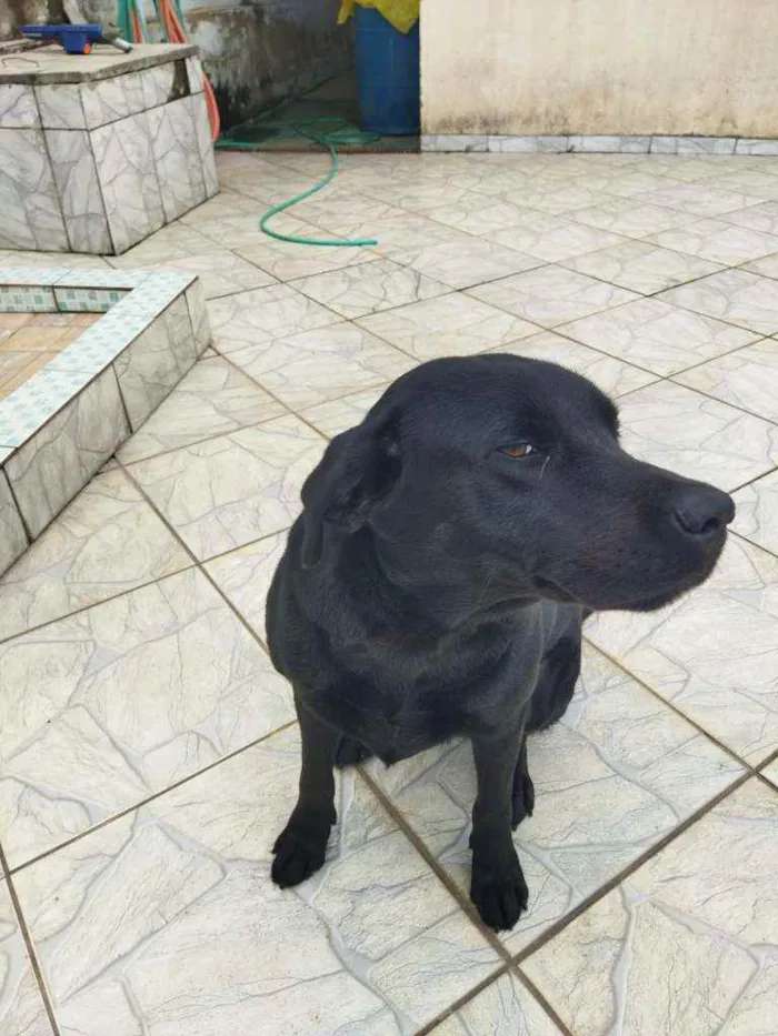 Cachorro ra a Labrador idade 1 ano nome Thor