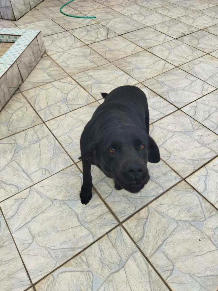 Cachorro ra a Labrador idade 1 ano nome Thor