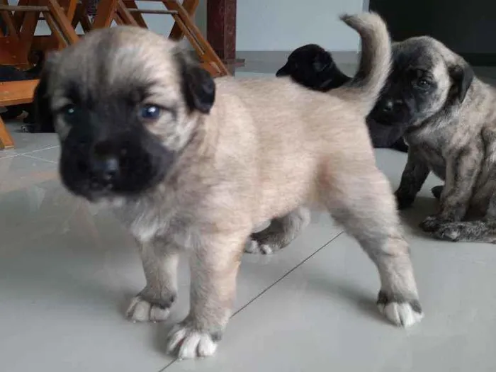 Cachorro raça Indefenida idade Abaixo de 2 meses nome Cão 