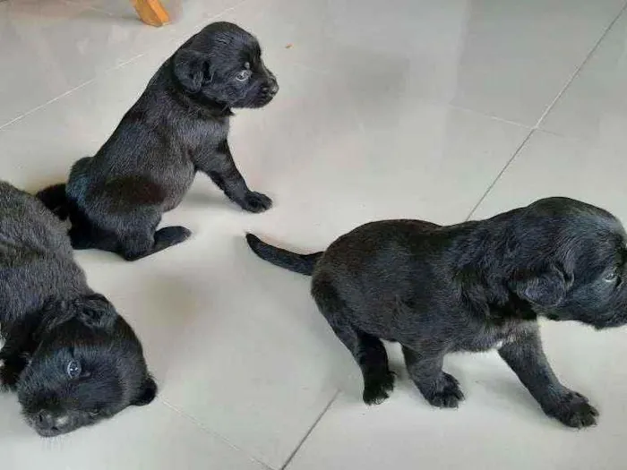 Cachorro raça Indefenida idade Abaixo de 2 meses nome Cão 