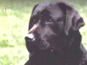 Cachorro raça Labrador idade 1 ano nome Thor