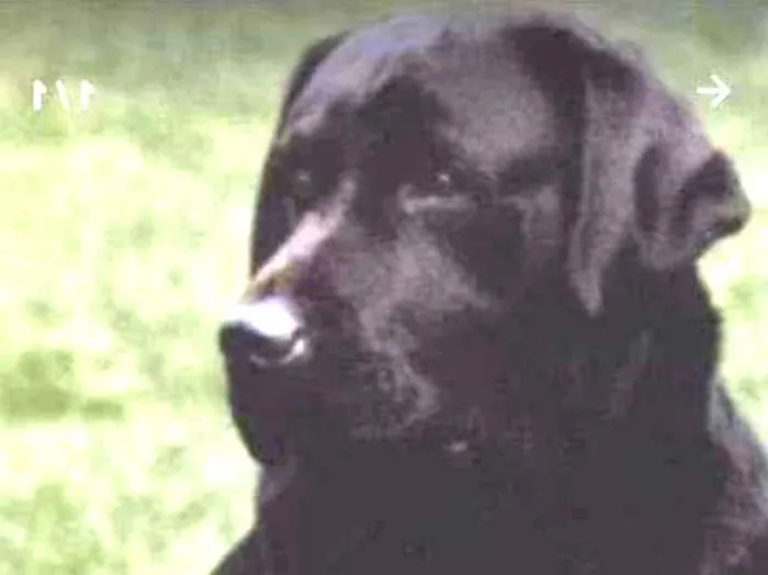 Cachorro ra a Labrador idade 1 ano nome Thor