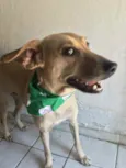 Cachorro raça Srd idade 3 anos nome Mel