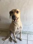 Cachorro raça Srd idade 3 anos nome Mel