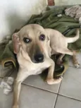 Cachorro raça Srd idade 3 anos nome Mel
