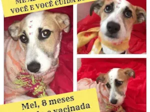 Cachorro raça Srd idade 7 a 11 meses nome Mel