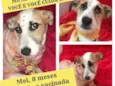 Cachorro raça Srd idade 7 a 11 meses nome Mel