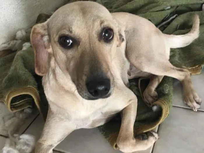 Cachorro raça Srd idade 3 anos nome Mel