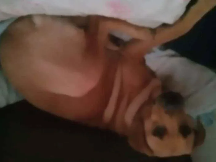 Cachorro ra a vira lata idade 7 a 11 meses nome Julieta 