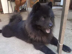 Cachorro raça Chow chow idade 3 anos nome Thander