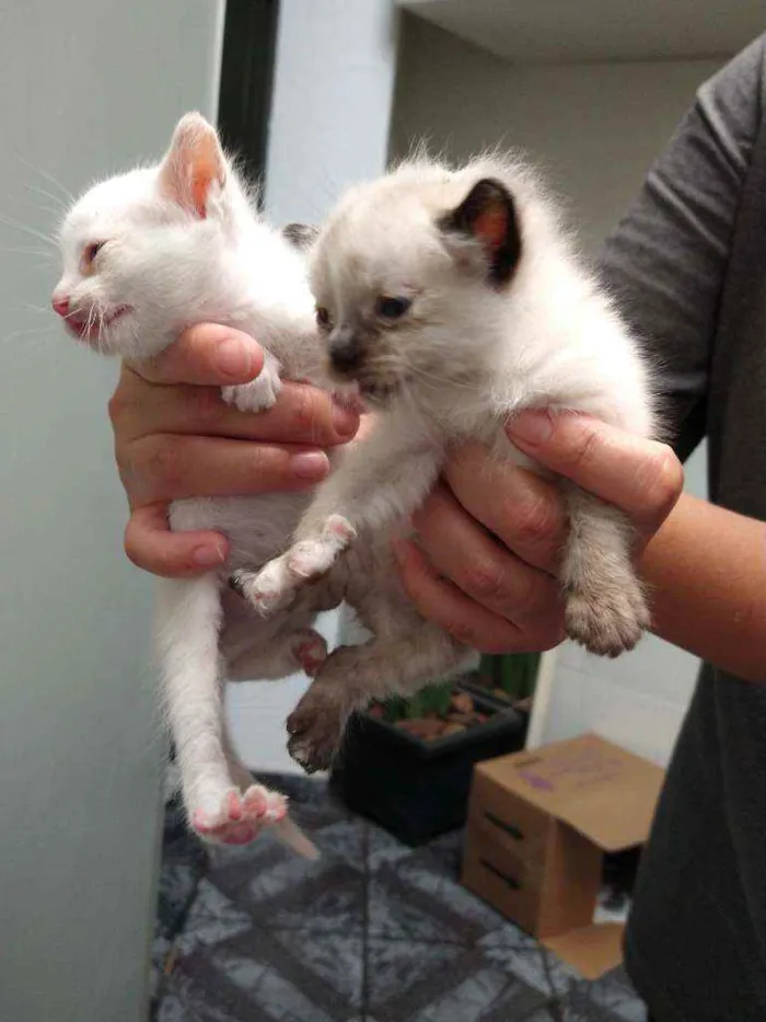 Gato ra a Vira lata idade Abaixo de 2 meses nome Sem nome