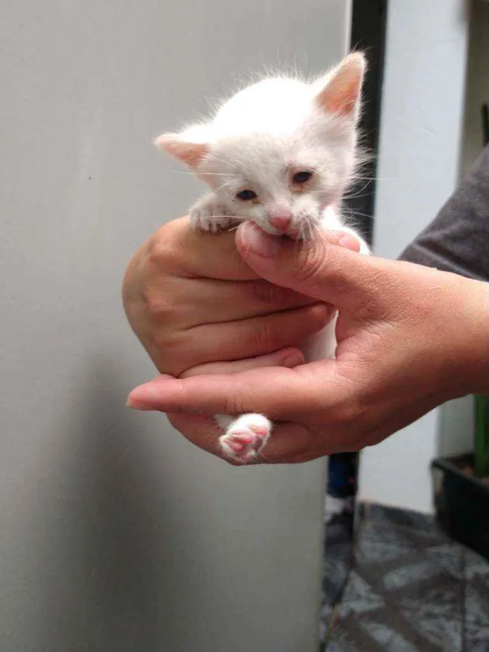 Gato ra a Vira lata idade Abaixo de 2 meses nome Sem nome