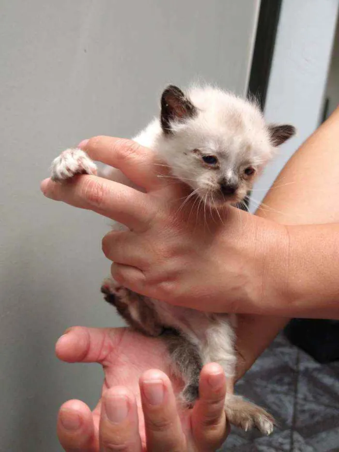 Gato ra a Vira lata idade Abaixo de 2 meses nome Sem nome