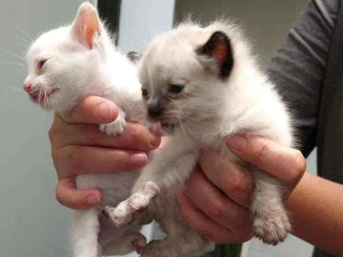 Gato ra a Vira lata idade Abaixo de 2 meses nome Sem nome