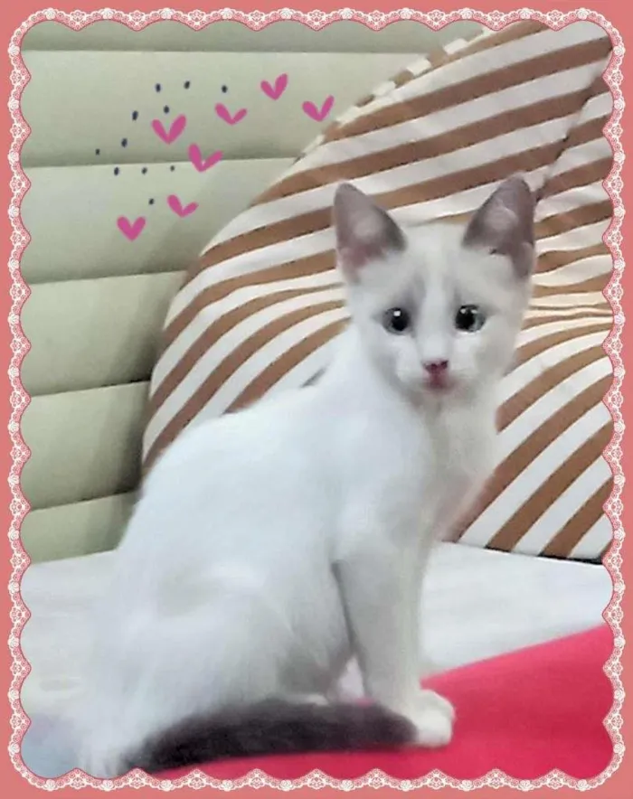 Gato raça SRD-ViraLata idade 2 a 6 meses nome Bruma