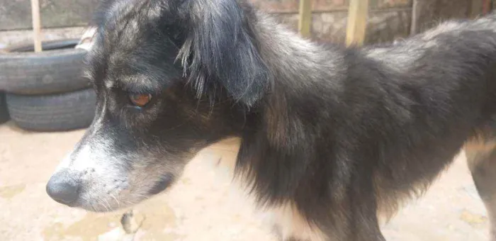 Cachorro raça Border collie idade 5 anos nome Logan