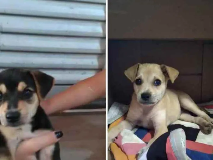 Cachorro ra a Vira lata idade  nome Mel,e pretinha 