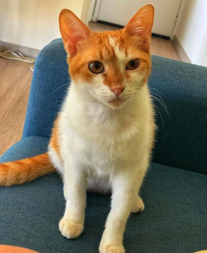 Gato ra a SRD-ViraLata idade 7 a 11 meses nome Matilda