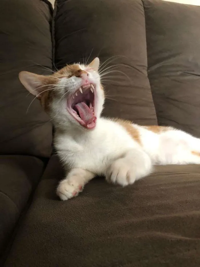 Gato ra a SRD-ViraLata idade 7 a 11 meses nome Matilda