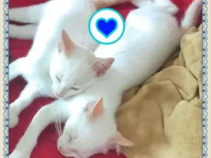 Gato raça SRD-ViraLata idade 2 a 6 meses nome Floquinhos