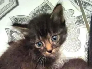 Gato raça SRD idade Abaixo de 2 meses nome Bebezinhos