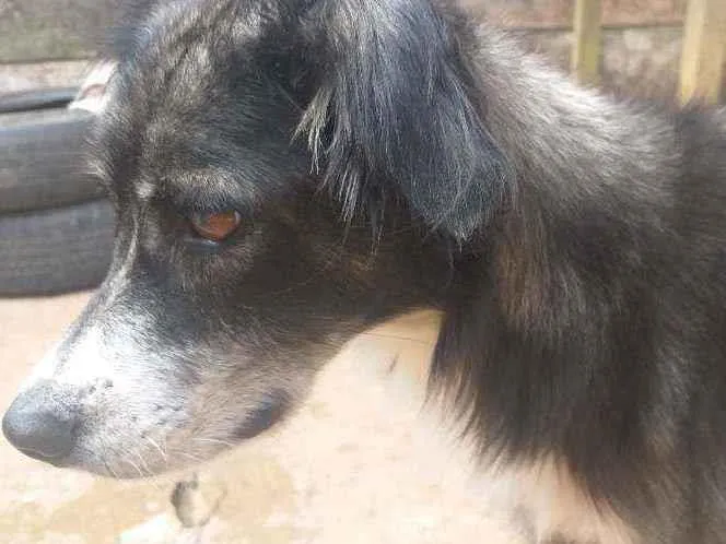 Cachorro raça Border collie idade 5 anos nome Logan