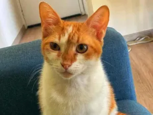 Gato raça SRD-ViraLata idade 7 a 11 meses nome Matilda