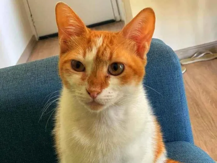 Gato ra a SRD-ViraLata idade 7 a 11 meses nome Matilda