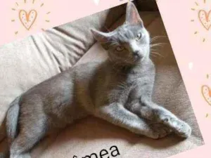 Gato raça Srd idade 7 a 11 meses nome Thomas Alice Isadora