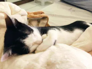 Gato raça Indefinido.  idade 2 a 6 meses nome Bacana