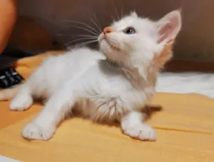 Gato raça SRD-ViraLata idade 2 a 6 meses nome Príncipe