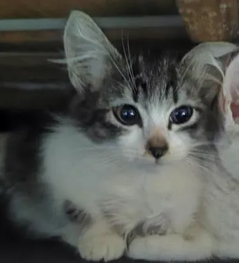 Gato raça SRD-ViraLata idade 2 a 6 meses nome Jasmine