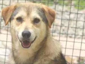 Cachorro raça  idade 2 anos nome DRICA