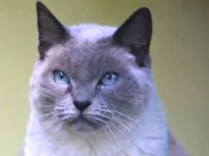 Gato raça  idade  nome RUBI