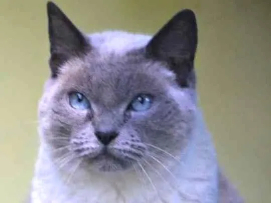 Gato raça  idade  nome RUBI