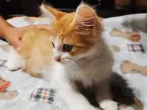 Gato raça SRD-ViraLata idade 2 a 6 meses nome Boris