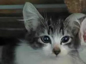 Gato raça SRD-ViraLata idade 2 a 6 meses nome Jasmine