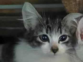 Gato raça SRD-ViraLata idade 2 a 6 meses nome Jasmine