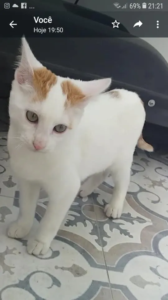 Gato ra a SRD idade 2 a 6 meses nome VIDINHA/ALLEGRA