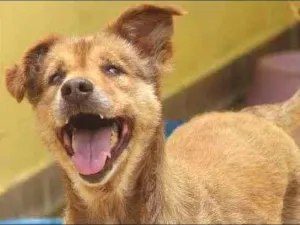 Cachorro raça  idade 5 anos nome MARINA