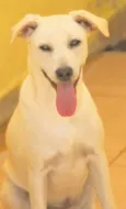 Cachorro raça  idade 1 ano nome MIKA