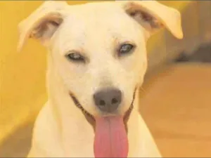 Cachorro raça  idade 1 ano nome MIKA