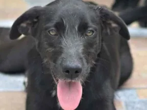 Cachorro raça  idade 1 ano nome KATE FILHOTE