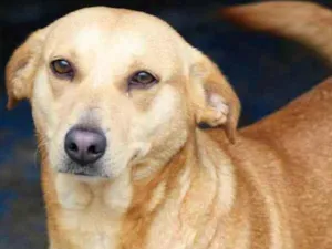 Cachorro raça  idade 6 ou mais anos nome PALOMA