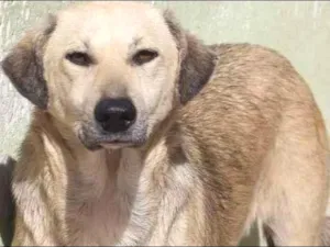 Cachorro raça  idade 3 anos nome ARTHUR