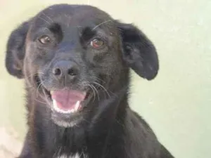 Cachorro raça  idade 6 ou mais anos nome FUNNY