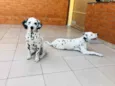 Nala e Simba
